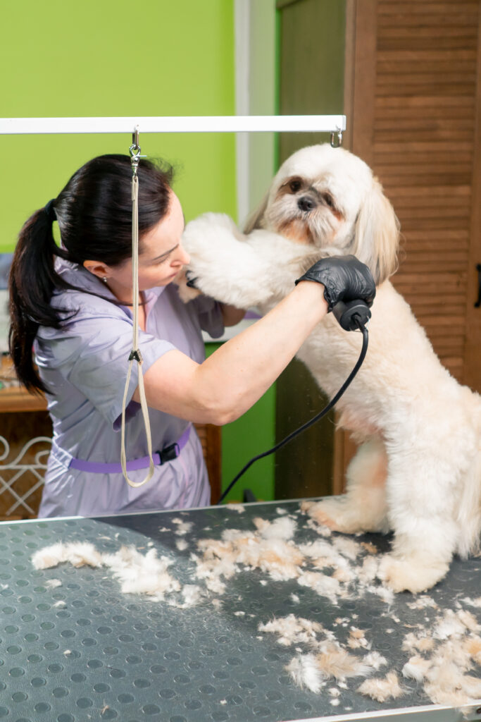 Toiletteuse coupant les poils d’un petit chien beige sur une table de toilettage professionnelle.