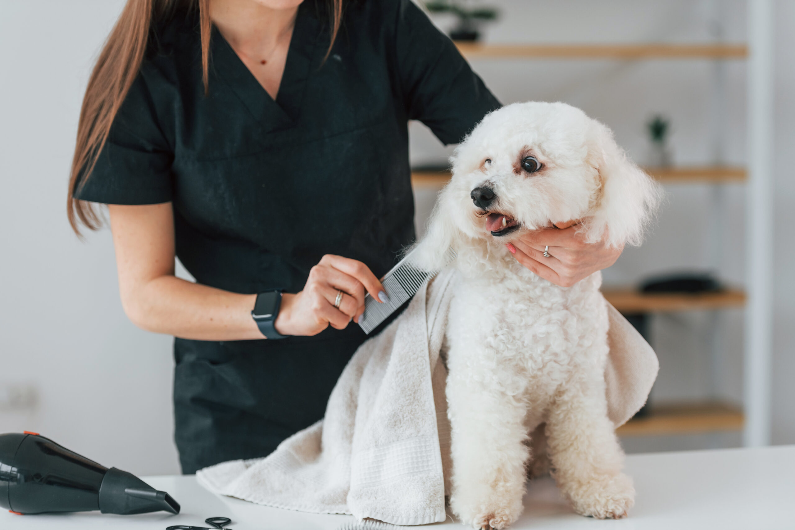 Toiletteuse peignant un petit chien blanc à poil bouclé pendant une séance de toilettage à domicile.