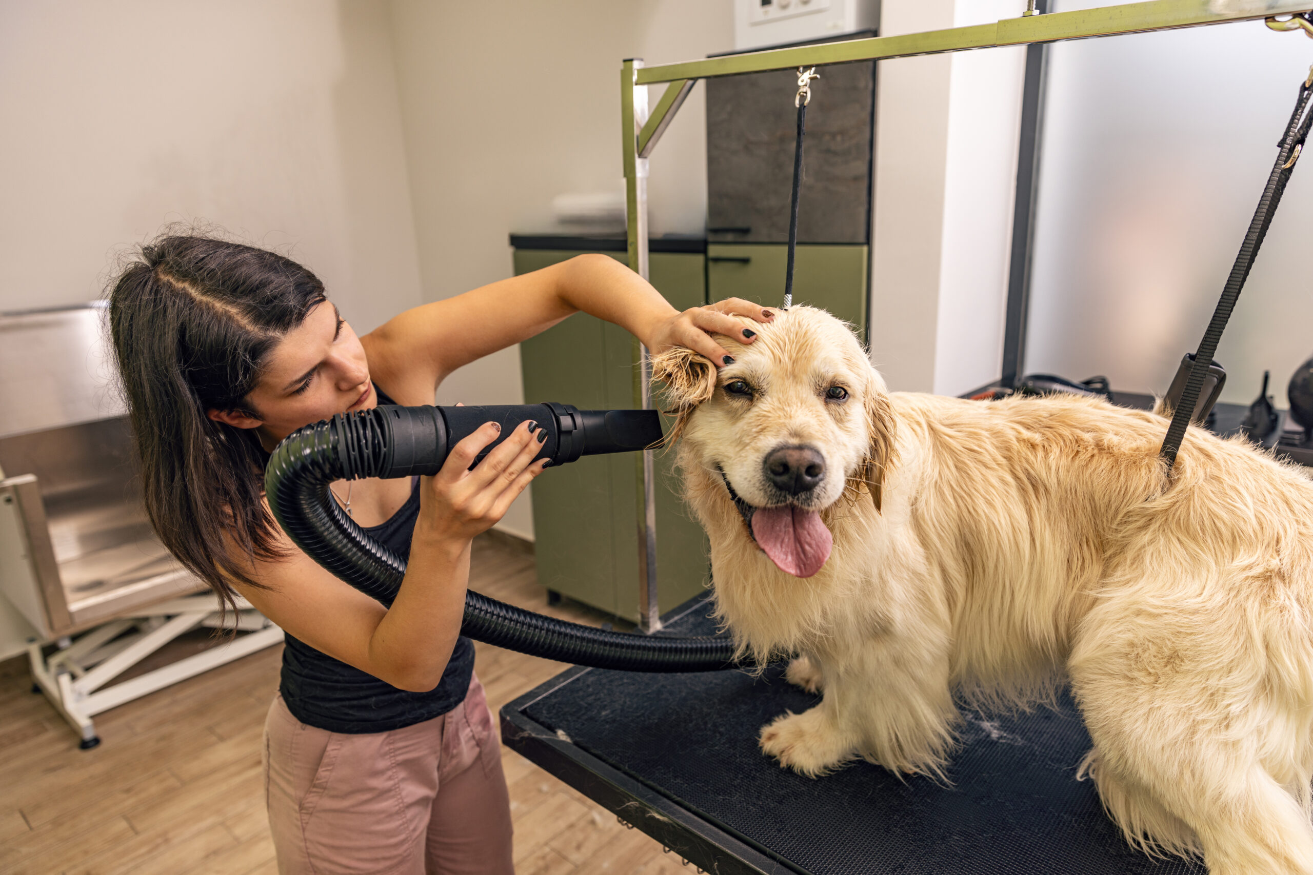 Toiletteuse séchant un chien Golden Retriever avec un sèche-cheveux professionnel dans un salon de toilettage.