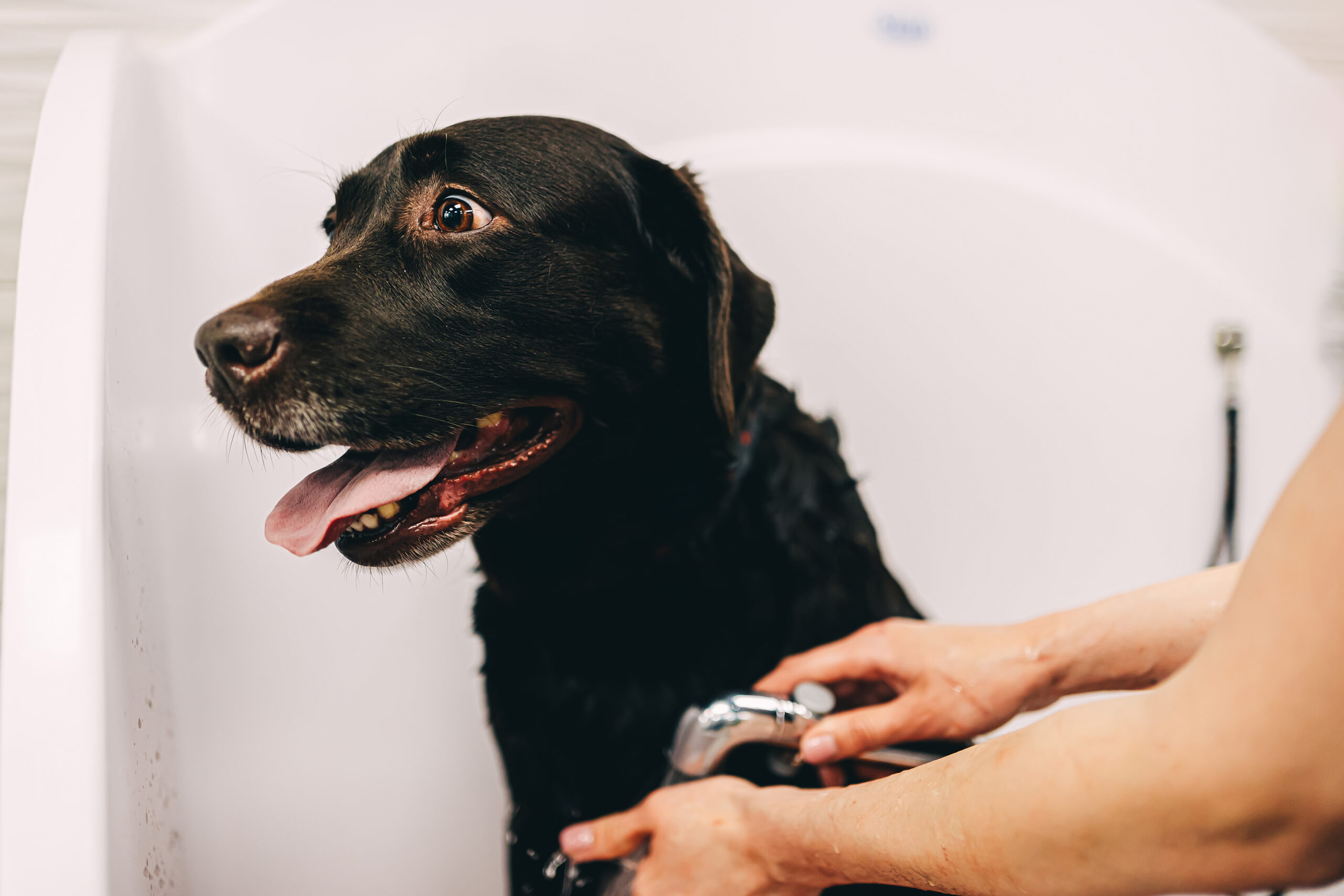 Chien noir dans une baignoire recevant un bain pendant une séance de toilettage professionnel.